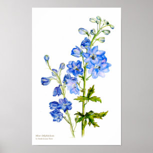 Póster de arte botánico fino de delfín azul