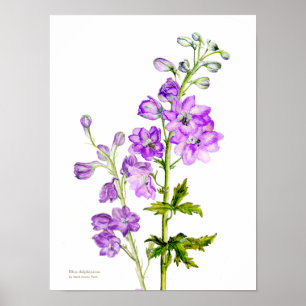 Póster de arte botánico fino de delfín púrpura