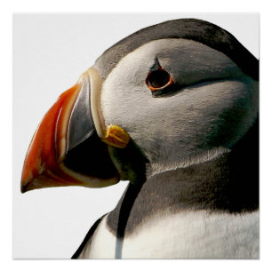 Poster de arte brillante de fotografía de pájaro d