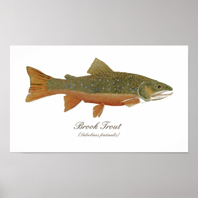 Poster de arte Brook Trout (Frente)