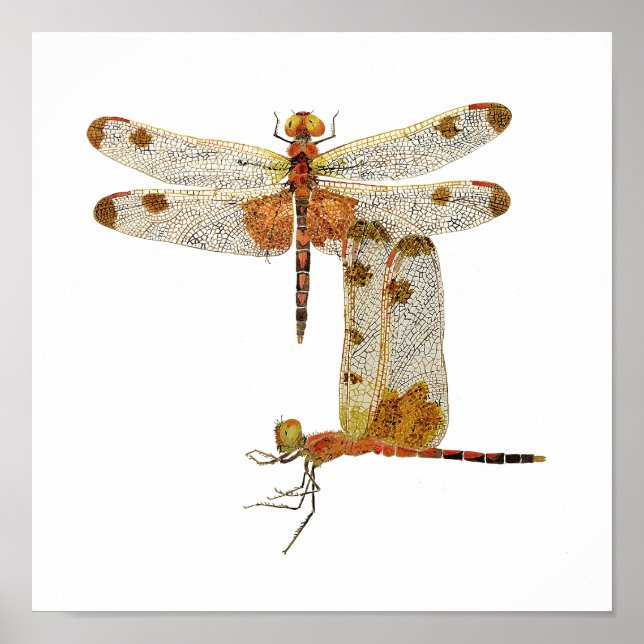Poster de arte Calico Pennant Dragonfly (Frente)