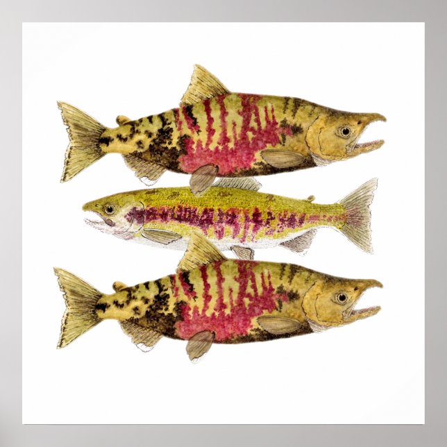 Poster de arte Chum Salmon (Frente)