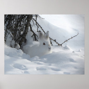 Poster de Arte Conejo de Nieve de Invierno