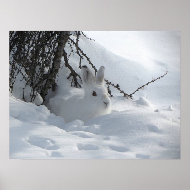 Poster de Arte Conejo de Nieve de Invierno (Frente)