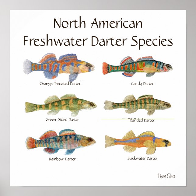 Poster de Arte Darter de Agua Dulce (Frente)