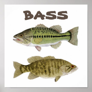 Poster de arte de Bass