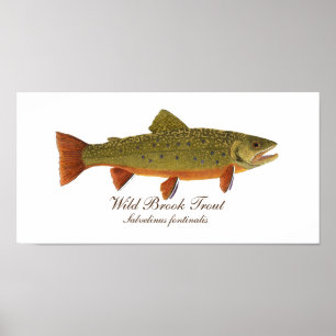 Poster de arte de Brook Trout