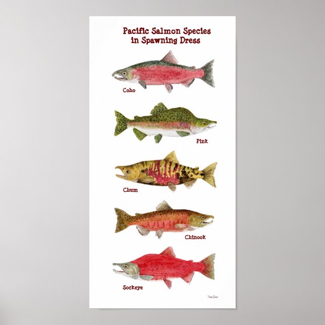 Poster de Arte de Especies Salmones del Pacífico (Frente)