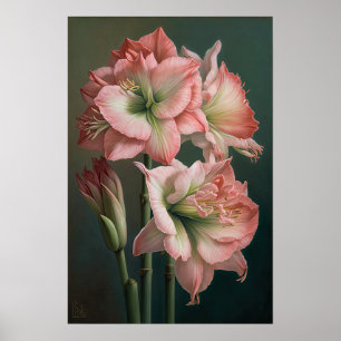 Póster de Arte de Flor de Amarilis Rosa
