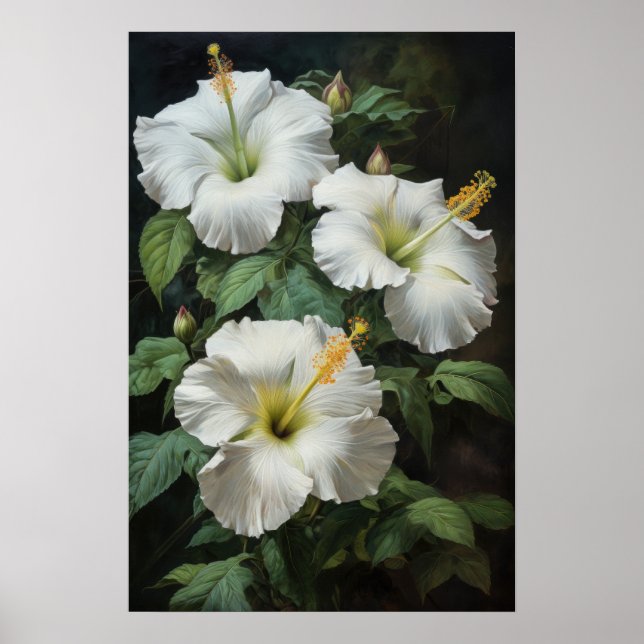 Póster de Arte de Flor de Hibisco Blanco (Frente)