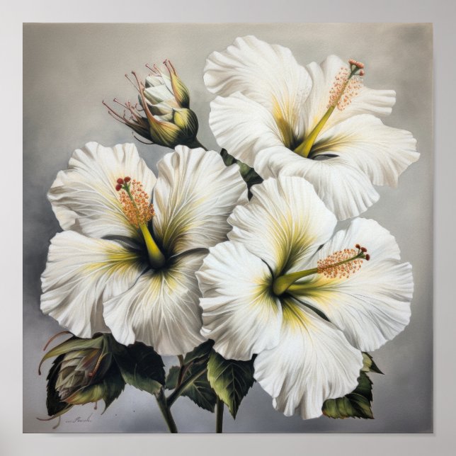 Póster de Arte de Flor de Hibisco Blanco (Frente)