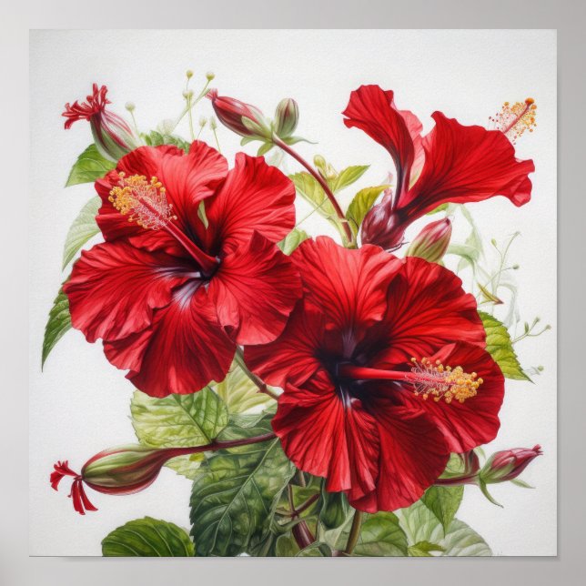 Póster de Arte de Flor de Hibisco Rojo (Frente)