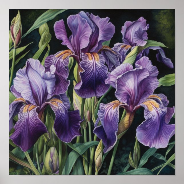 Póster de Arte de Flor de Iris Púrpura (Frente)