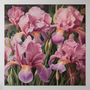 Póster de Arte de Flor de Iris Rosa