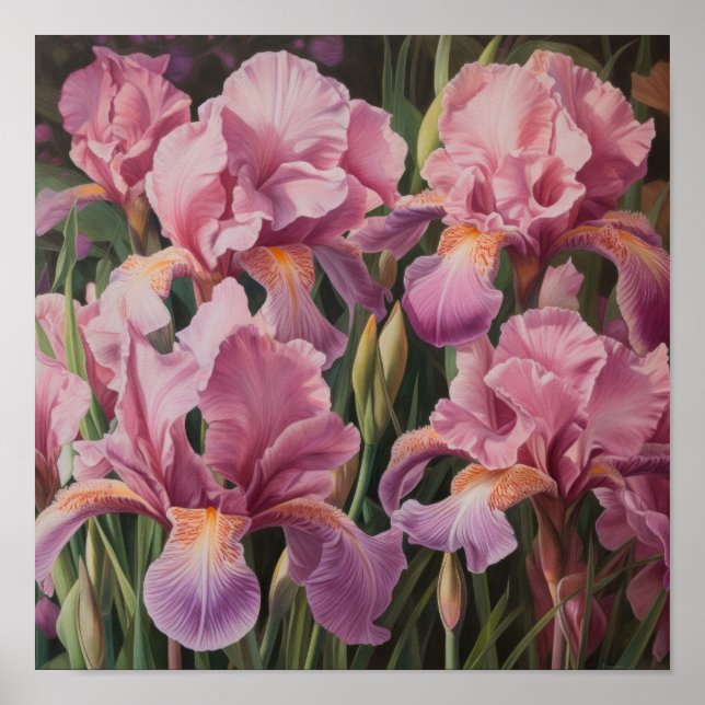 Póster de Arte de Flor de Iris Rosa (Frente)
