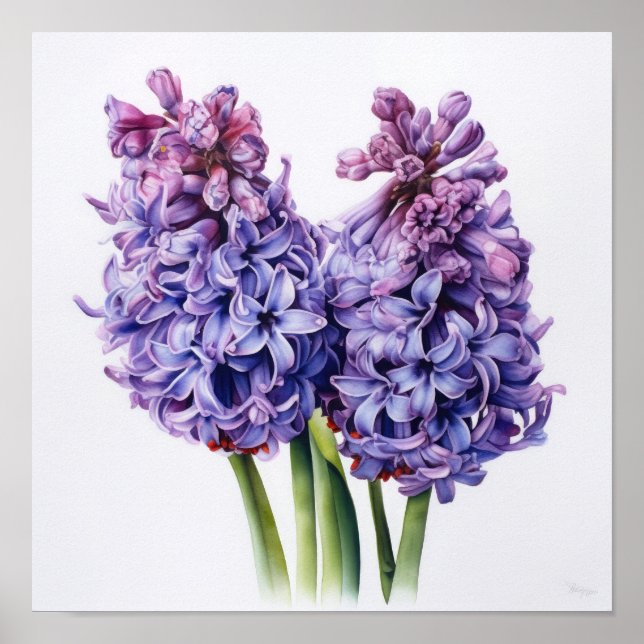 Póster de Arte de Flor de Jacinto Púrpura (Frente)