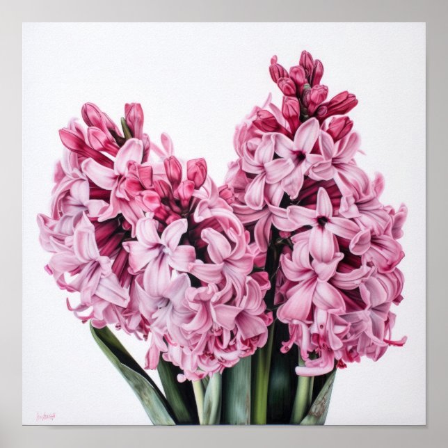 Póster de Arte de Flor de Jacinto Rosa (Frente)
