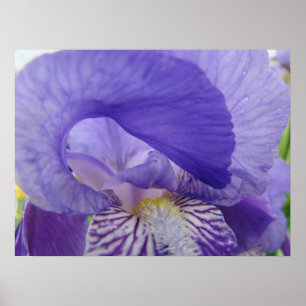 Póster de arte de flor de lirio púrpura Impresione