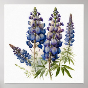 Póster de Arte de Flor de Lupino Azul