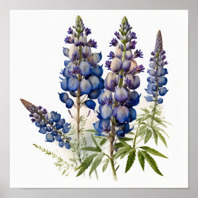 Póster de Arte de Flor de Lupino Azul (Frente)