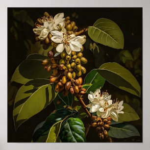 Póster de Arte de Flores de Café Blancas