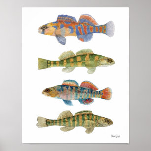 Poster de arte de Freswater Darters