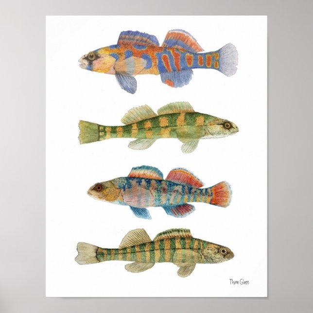 Poster de arte de Freswater Darters (Frente)