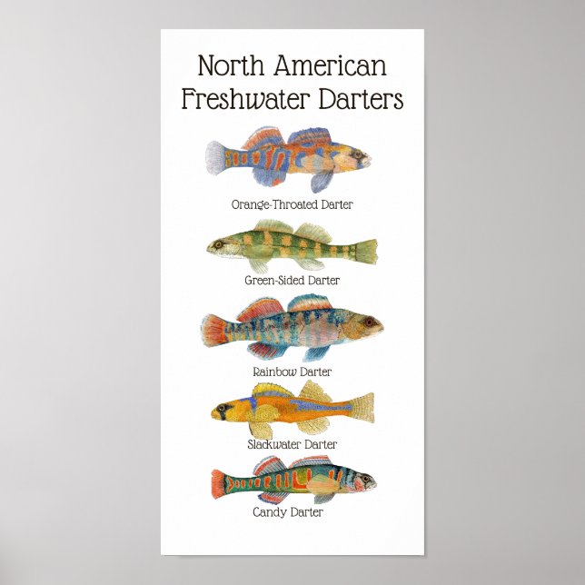 Poster de arte de Freswater Darters (Frente)