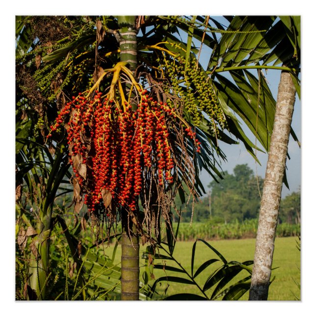Póster de arte de frutas de palma tropicales de Ba (Anverso)