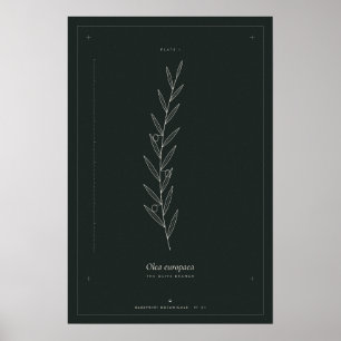 Póster de arte de línea botánica de rama de olivo,
