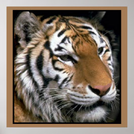 Poster de arte de los amantes de los tigres