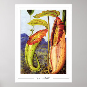 Póster de arte de Marianne North Zedign #1