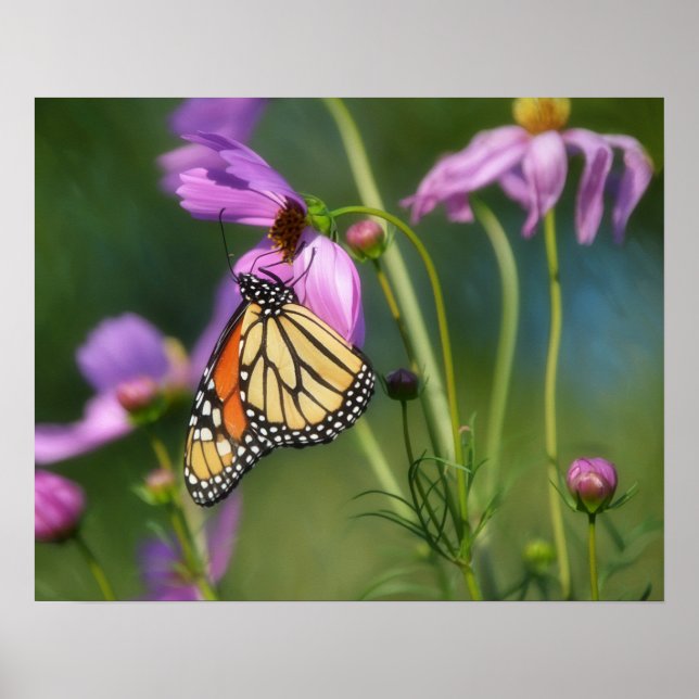 Póster de Arte de Mariposa Monarca y Flores de Cos (Frente)