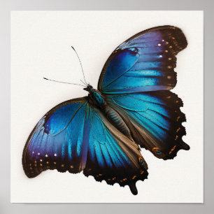 Póster de Arte de Mariposa Morpho Azul