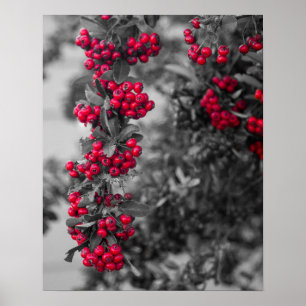 Póster de Arte de Pared de Bayas de Pyracantha