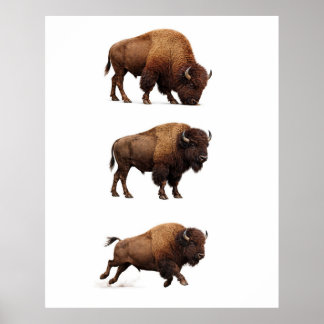 Póster de Arte de Pared de Fauna de Bisonte