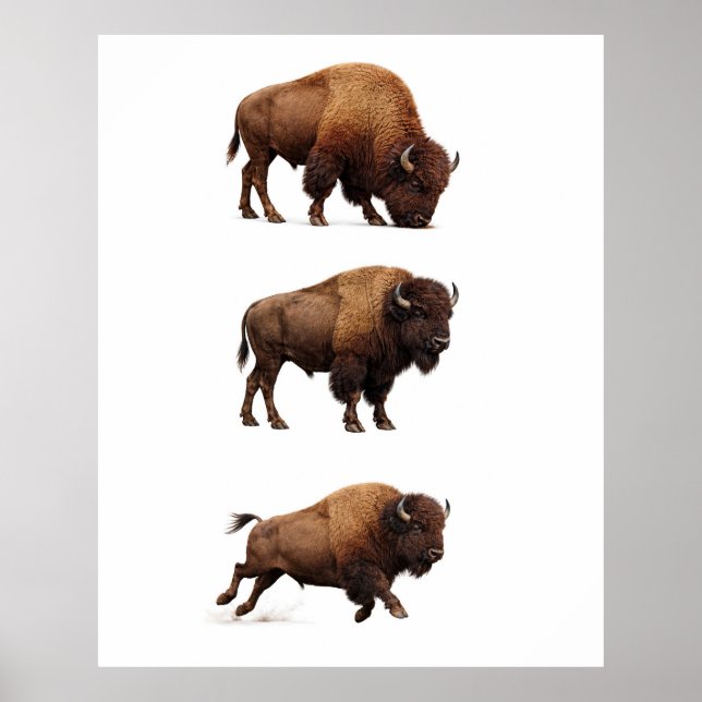 Póster de Arte de Pared de Fauna de Bisonte (Frente)