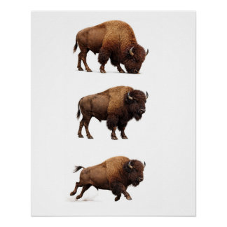 Póster de Arte de Pared de Fauna de Bisonte