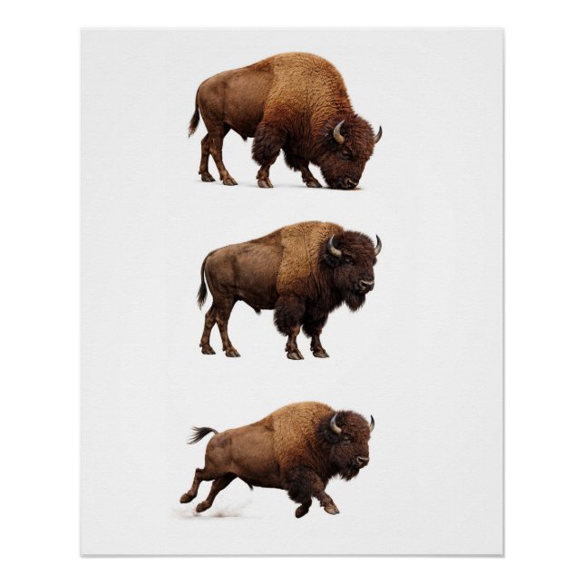 Póster de Arte de Pared de Fauna de Bisonte (Anverso)