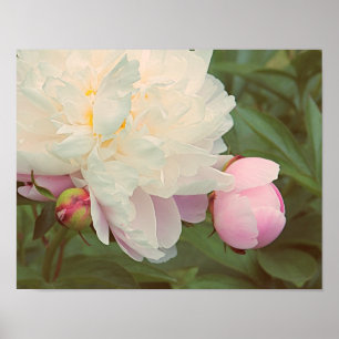 Póster de arte de peonías rosa y capullo de peonía