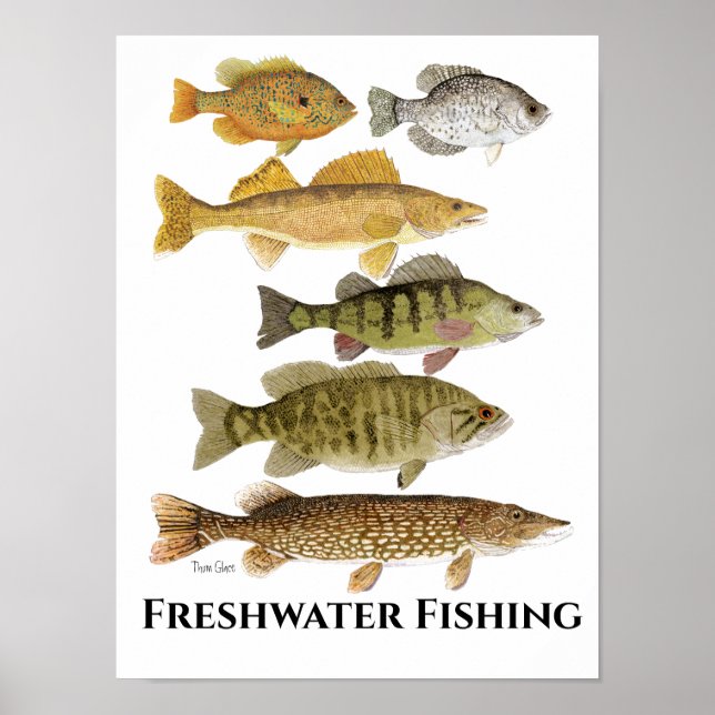 Poster de arte de pescado de agua dulce (Frente)
