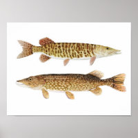 Poster de arte de Pike y Barred Muskie