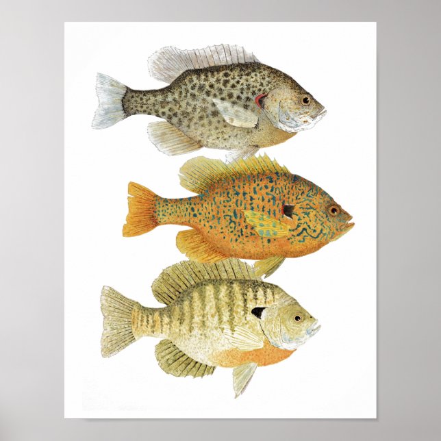 Poster de arte de Sunfish (Frente)
