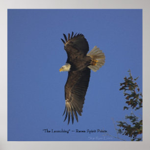 Poster de Arte de Vida Silvestre del águila calva