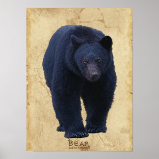 Poster de Arte de Vida Silvestre del Oso Negro con