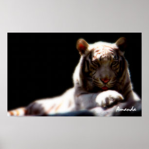 Póster de Arte de Vida Silvestre del Tigre Blanco
