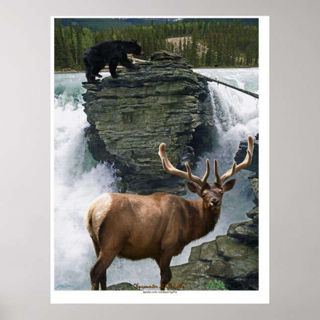Poster de Arte de Vida Silvestre Elk & Black Bears (Frente)