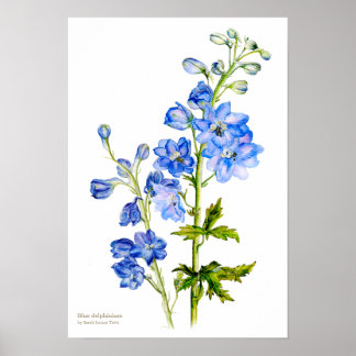 Poster de arte fino botánico delfino azul