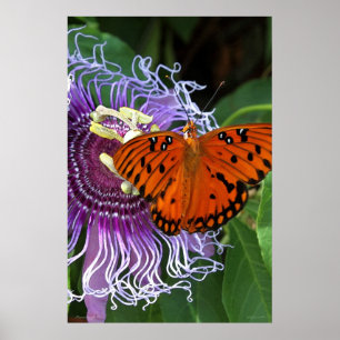 Poster de Arte Fritillary del Golfo -24x36 -otros 