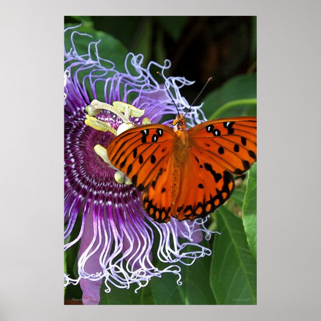 Poster de Arte Fritillary del Golfo -24x36 -otros  (Frente)